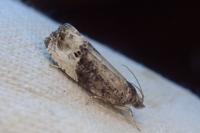 Hedya nubiferana