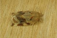 Archips xylosteana