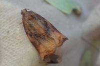 Archips podana