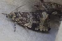 Celypha lacunana
