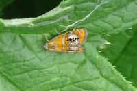 Olethreutes arcuella