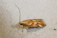 Mirificarma eburnella