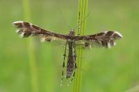 Oxyptilus parvidactylus