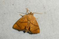 Apoda limacodes