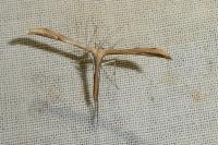 Emmelina monodactyla