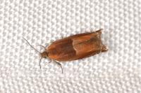 Ancylis mitterbacheriana