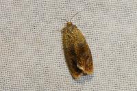 Ptycholoma lecheana