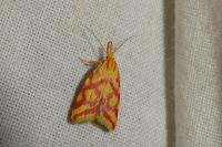 Hypercallia citrinalis