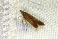 Dichomeris ustalella