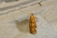 Mirificarma flavella