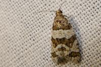 Isotrias rectifasciana