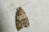 Isotrias rectifasciana