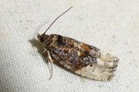 Hedya nubiferana