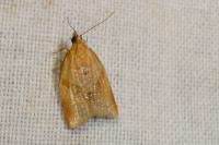 Clepsis consimilana