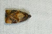 Ditula angustiorana