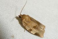 Choristoneura hebenstreitella