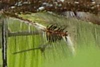 Oxyptilus parvidactylus