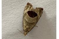 Notocelia uddmanniana