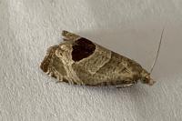 Notocelia uddmanniana
