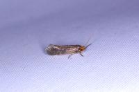Cephimallota crassiflavella