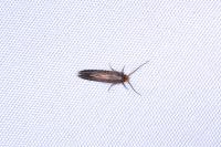 Cephimallota crassiflavella