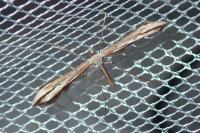 Emmelina monodactyla