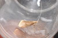 Nematopogon
