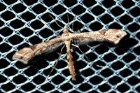 Platyptilia gonodactyla