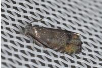 Pammene ochsenheimeriana