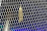 Mesophleps corsicella