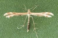 Stangeia siceliota