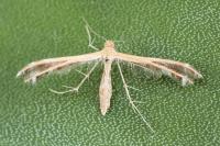 Stangeia siceliota
