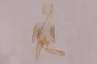 Stangeia siceliota