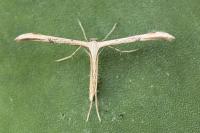 Emmelina monodactyla