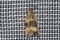Celypha lacunana