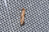 Epermenia illigerella
