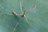 Agdistis tamaricis