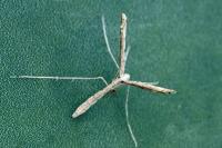 Agdistis tamaricis