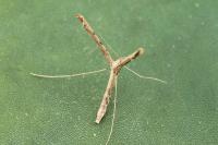 Agdistis tamaricis