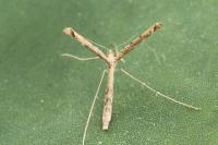 Agdistis tamaricis