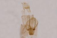 Agdistis tamaricis