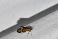 Nemophora degeerella
