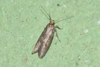 Agnoea