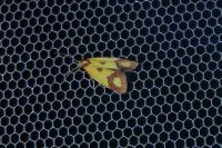 Agapeta zoegana