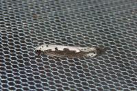 Ethmia bipunctella