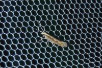Plutella xylostella