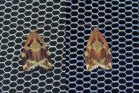 Archips xylosteana