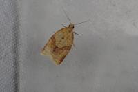 Clepsis consimilana
