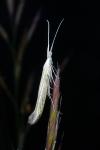 Coleophora