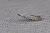 Coleophora